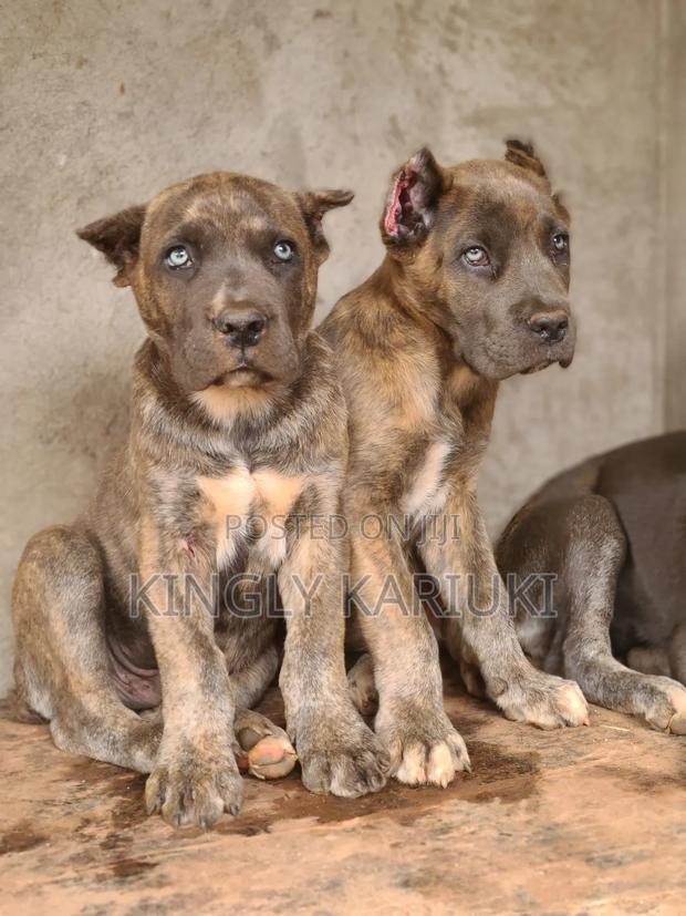 1-3 months Male Purebred Cane Corso - thumbnail 10