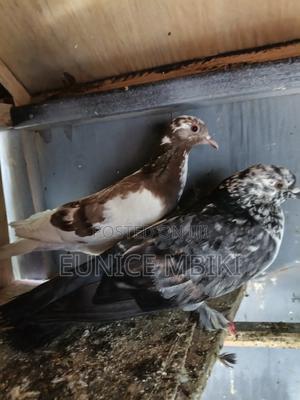 Loft Clearance - thumbnail 2