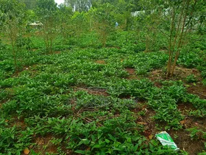 50*100 Land in Karatina Town Near Kirimara Boys