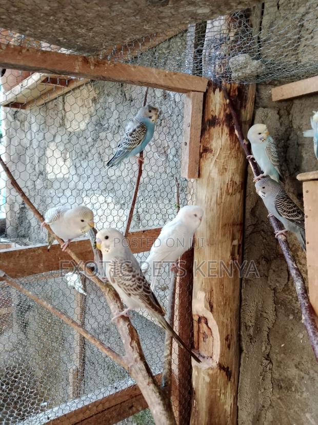 Budgie Birds - main view