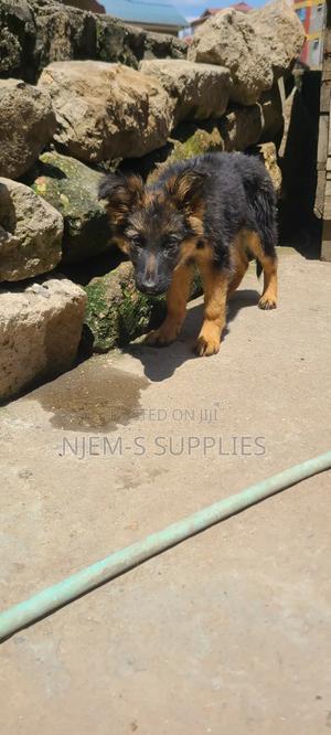 1-3 months Male Purebred German Shepherd - thumbnail 2
