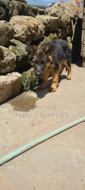 1-3 months Male Purebred German Shepherd