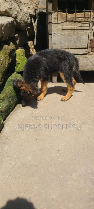 1-3 months Female Purebred German Shepherd - thumbnail 2