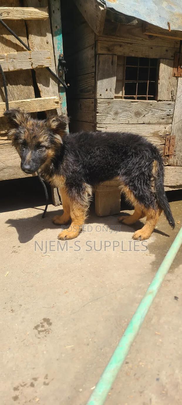1-3 months Female Purebred German Shepherd - thumbnail 3