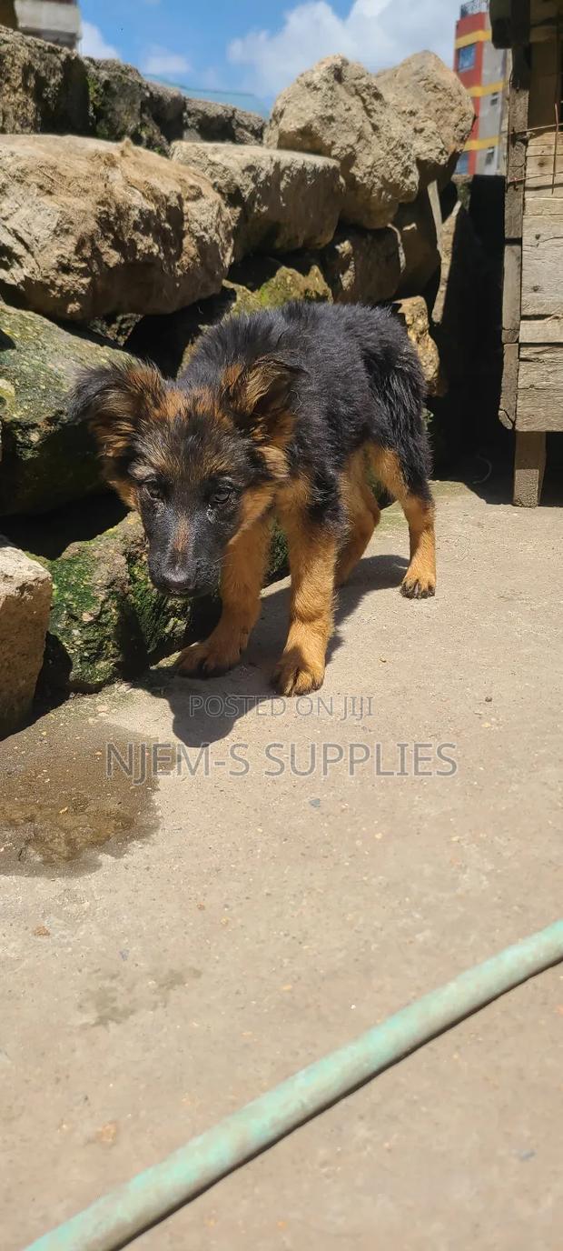 1-3 months Male Purebred German Shepherd - main view