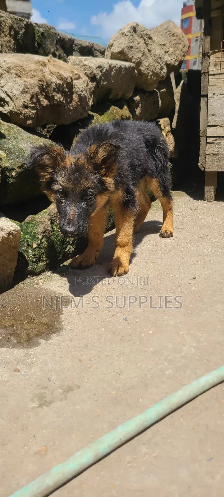 1-3 months Male Purebred German Shepherd