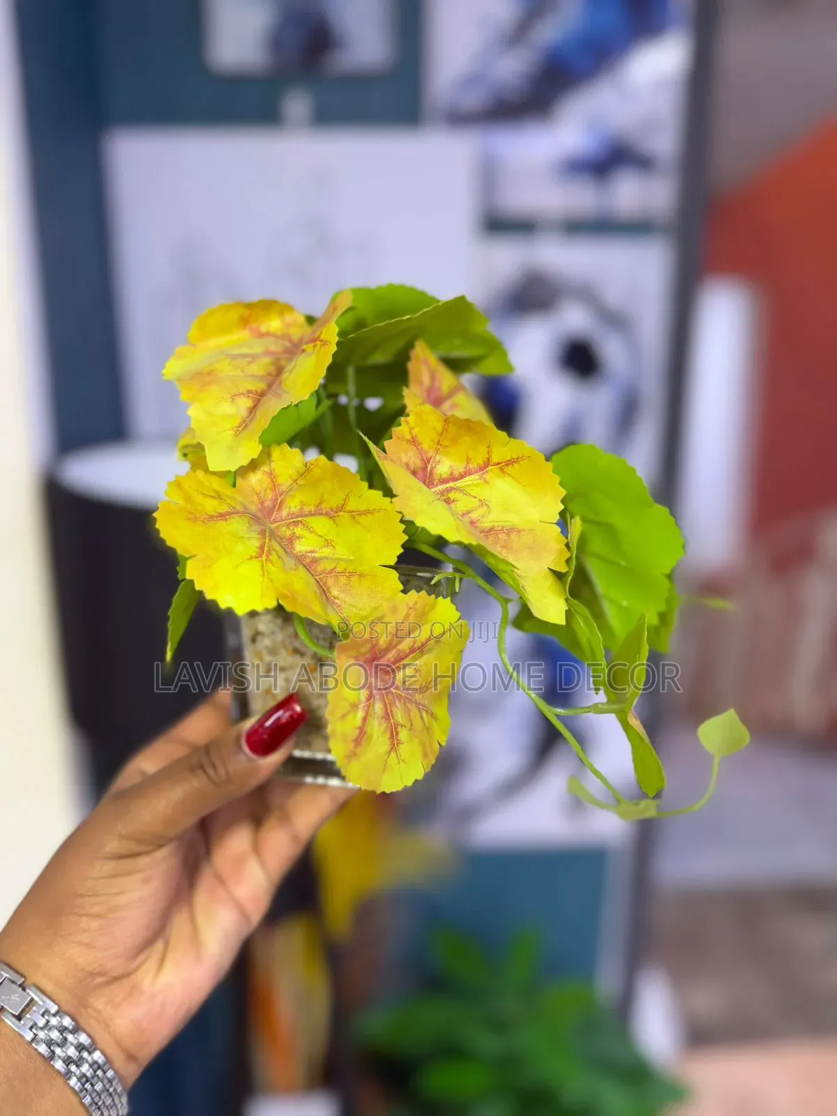 Clear Decorative Succulent Best for Table Tops/Washrooms.