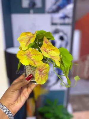 Clear Decorative Succulent Best for Table Tops/Washrooms.