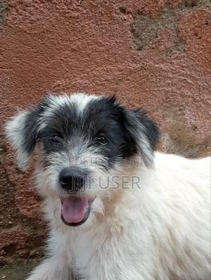 3-6 months Female Mixed Breed Maltese - thumbnail 2