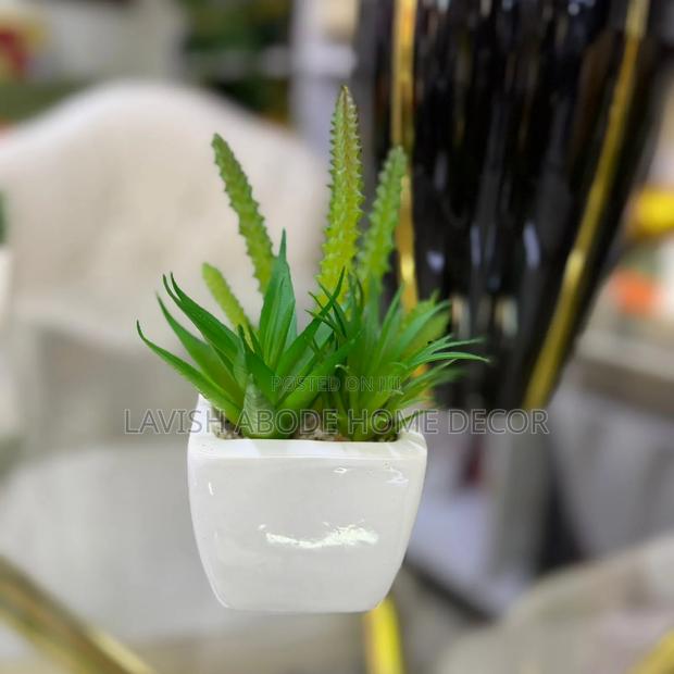 Euphorbia White Decorative Table Top/Washroom Succulent