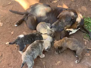 1-3 months Male Purebred American Pit Bull Terrier