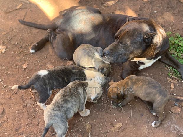 1-3 months Male Purebred American Pit Bull Terrier