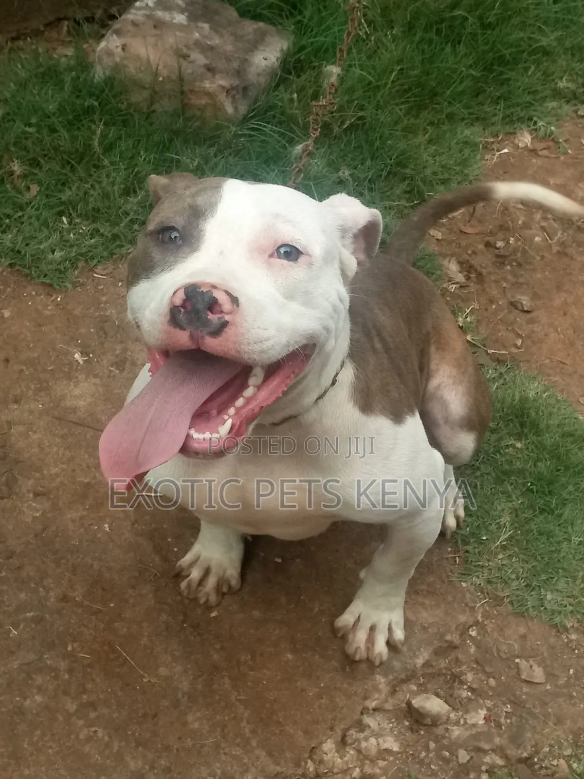 1-3 months Male Purebred American Pit Bull Terrier