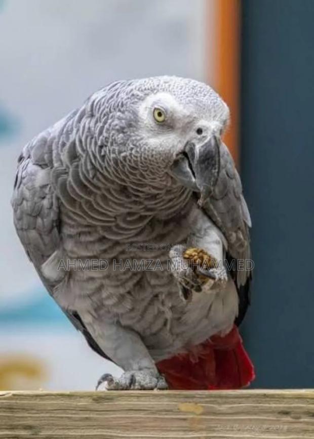 African Grey Parrots - main view