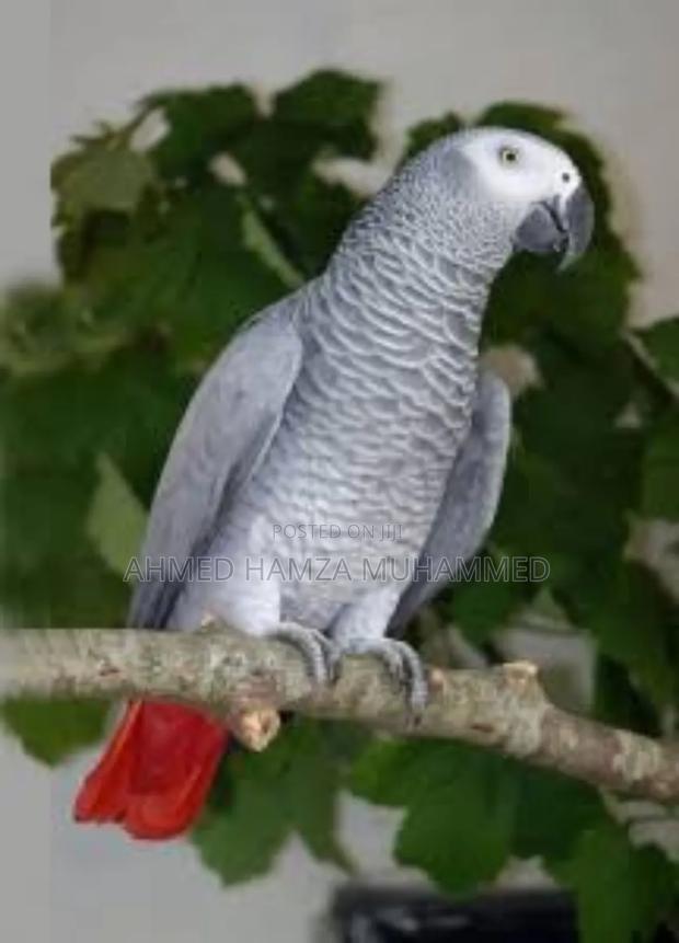 African Grey Parrots - thumbnail 2