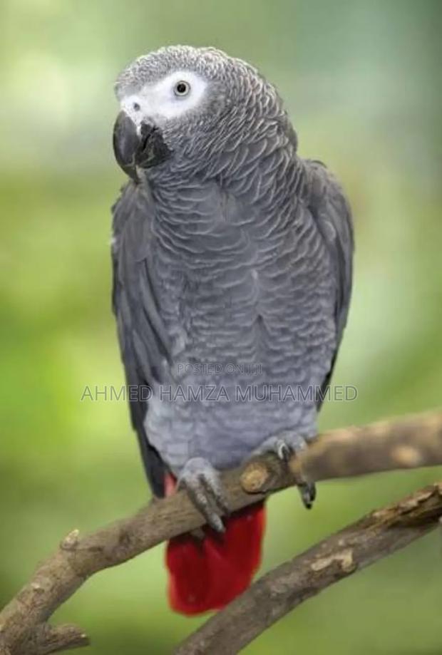 African Grey Parrots - thumbnail 3
