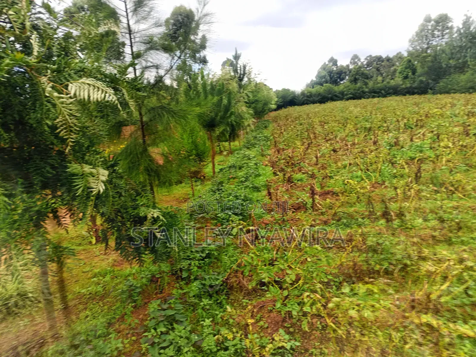 2.5 Acrea Located Ngando Kangaita Nanyuki