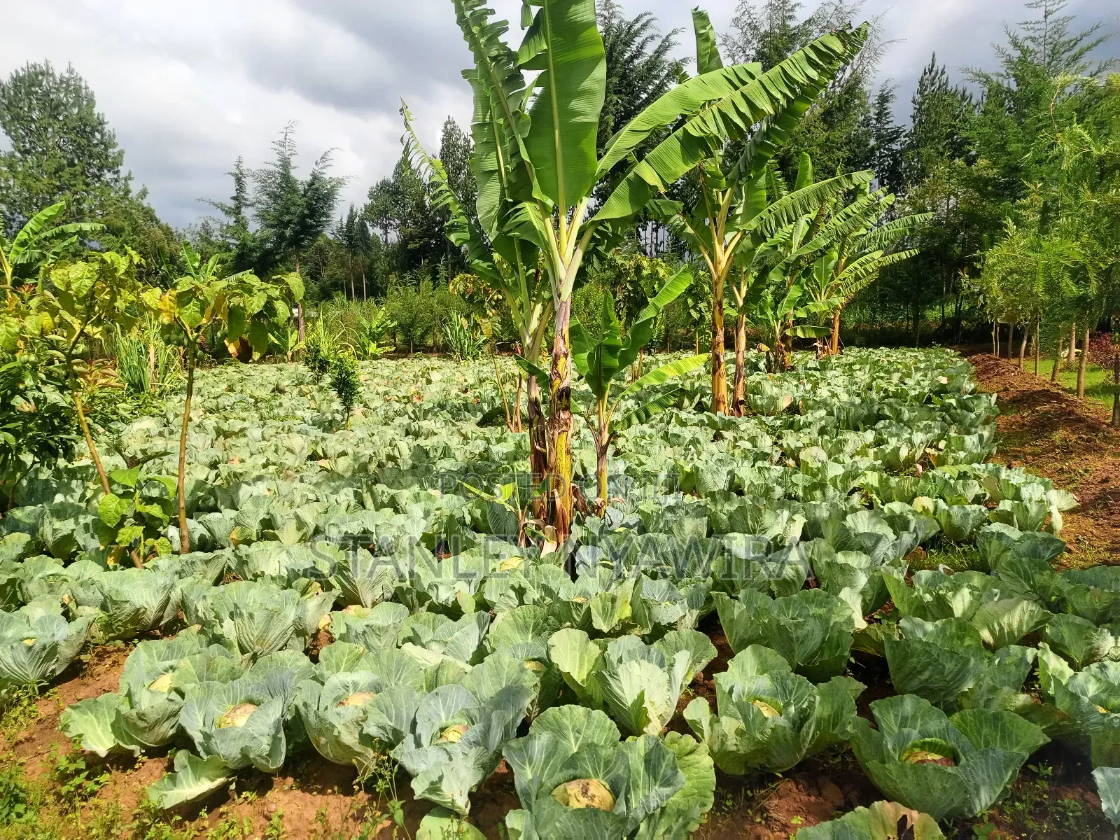 2.5 Acrea Located Ngando Kangaita Nanyuki