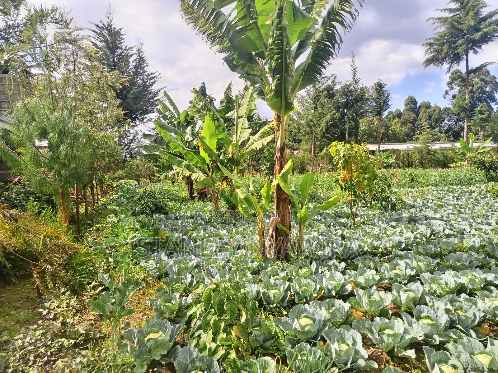 2.5 Acrea Located Ngando Kangaita Nanyuki