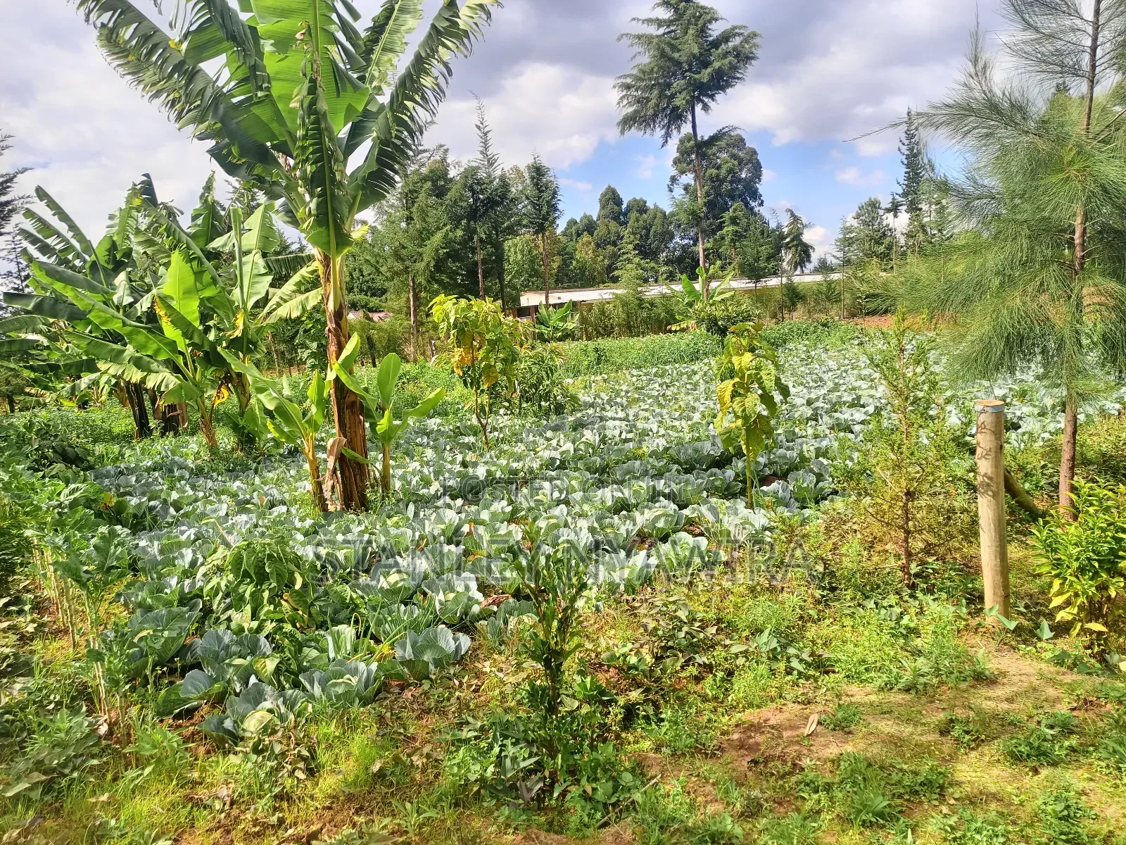 2.5 Acrea Located Ngando Kangaita Nanyuki