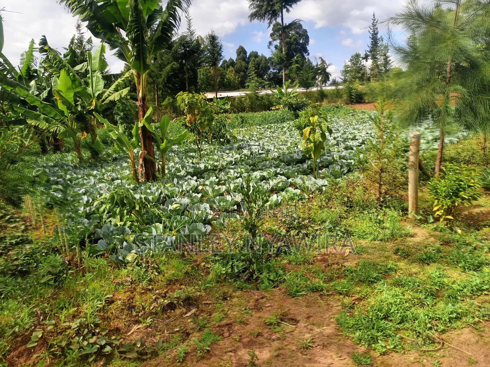 2.5 Acrea Located Ngando Kangaita Nanyuki