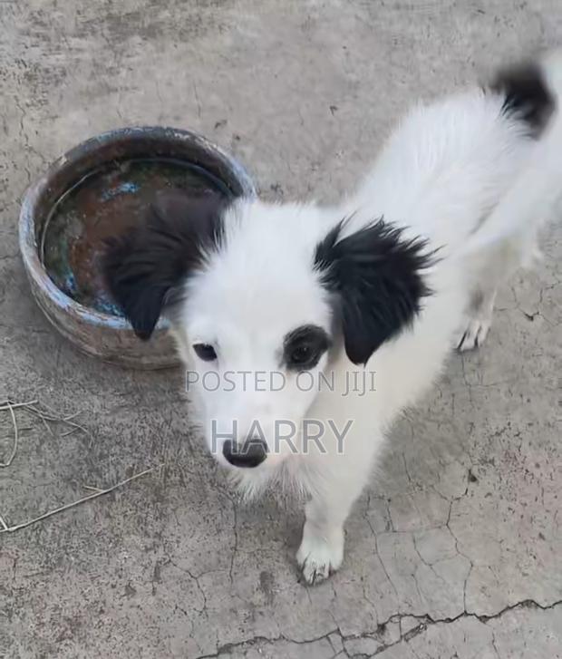 3-6 months Female Mixed Breed Maltese - main view