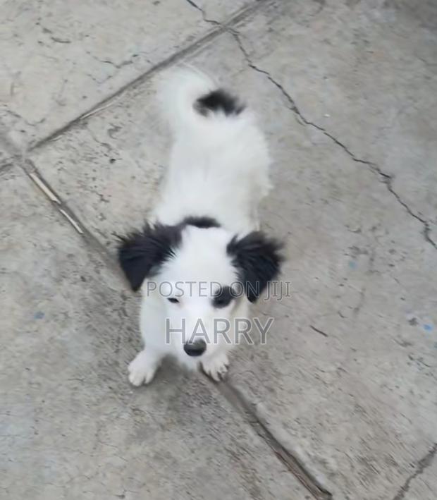 3-6 months Female Mixed Breed Maltese - thumbnail 3