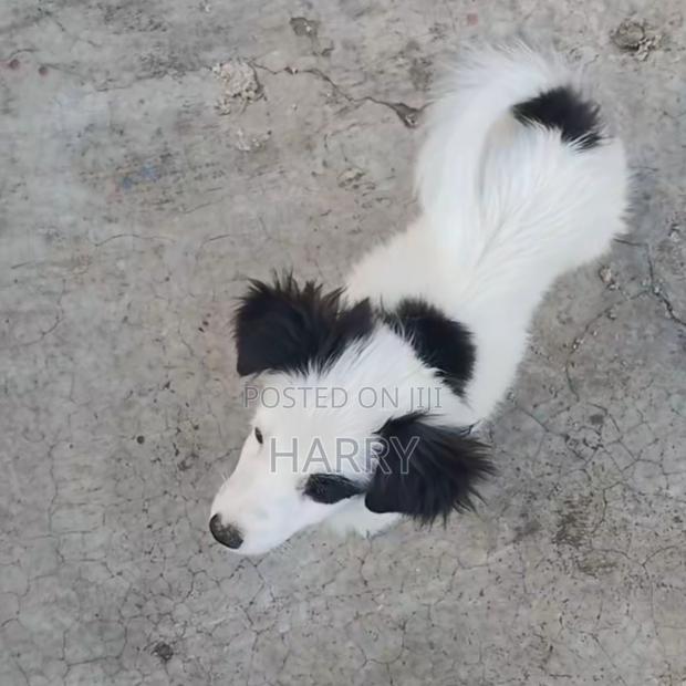 3-6 months Female Mixed Breed Maltese - thumbnail 4