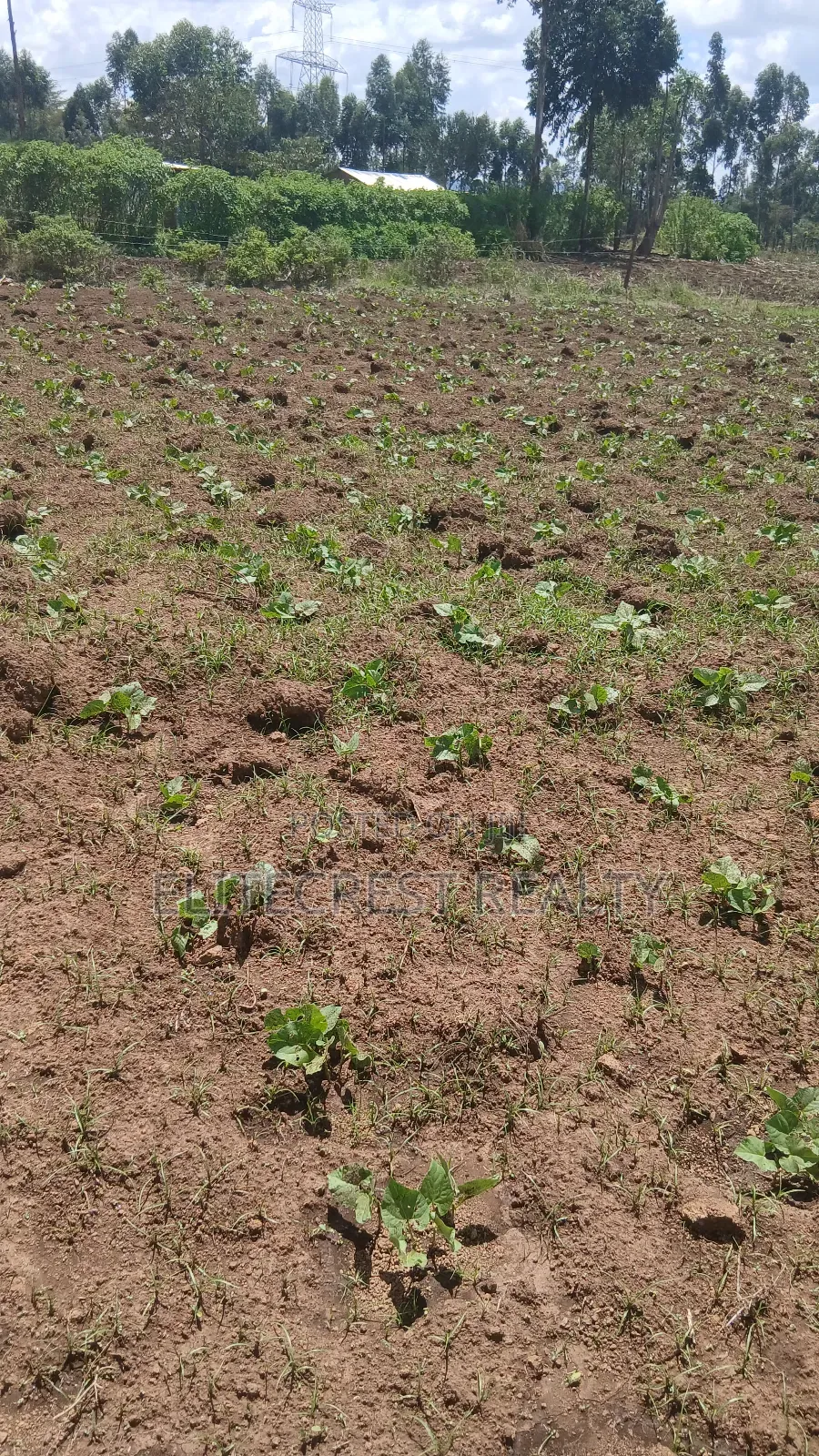 50x100 Plot for Sale in Mutaita Nakuru County