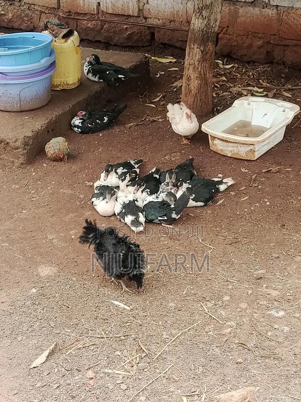 Mature Muscovy Ducks for Sale - main view