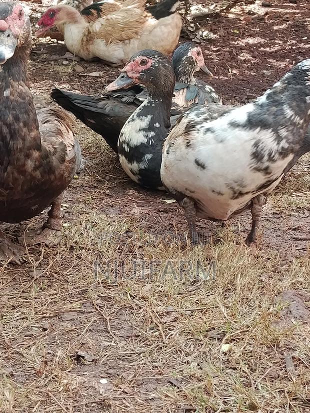 Mature Muscovy Ducks for Sale - thumbnail 2