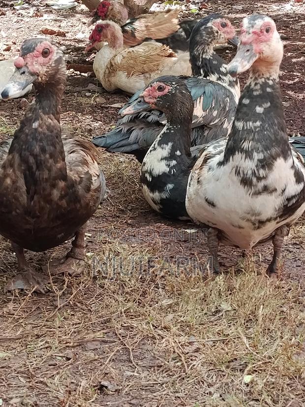 Mature Muscovy Ducks for Sale - thumbnail 3