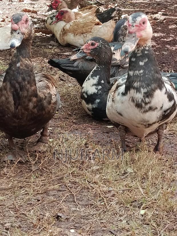 Mature Muscovy Ducks for Sale - thumbnail 4