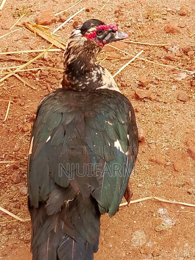 Mature Muscovy Ducks for Sale - thumbnail 5