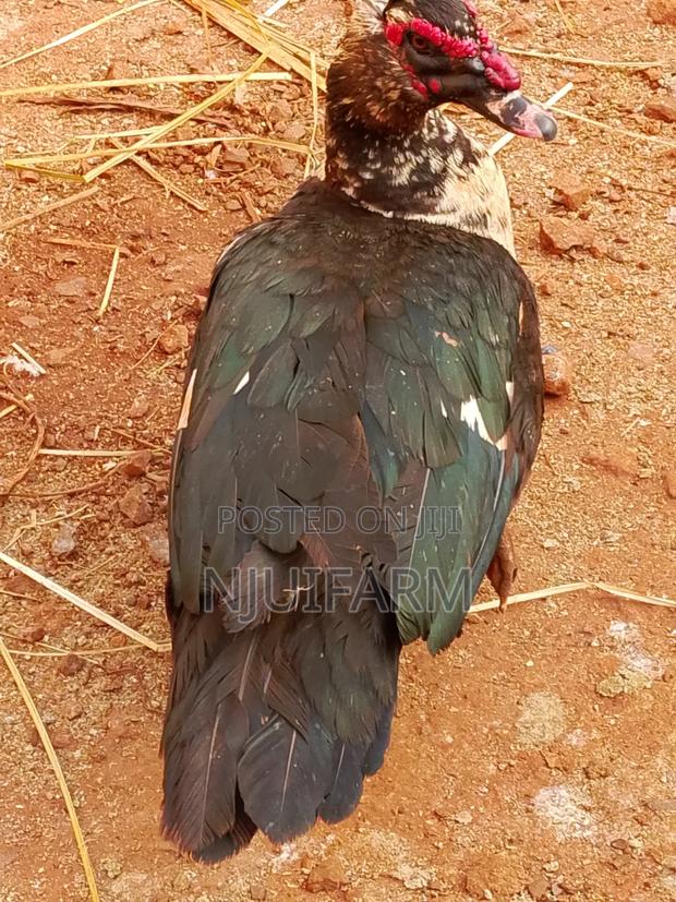 Mature Muscovy Ducks for Sale - thumbnail 6