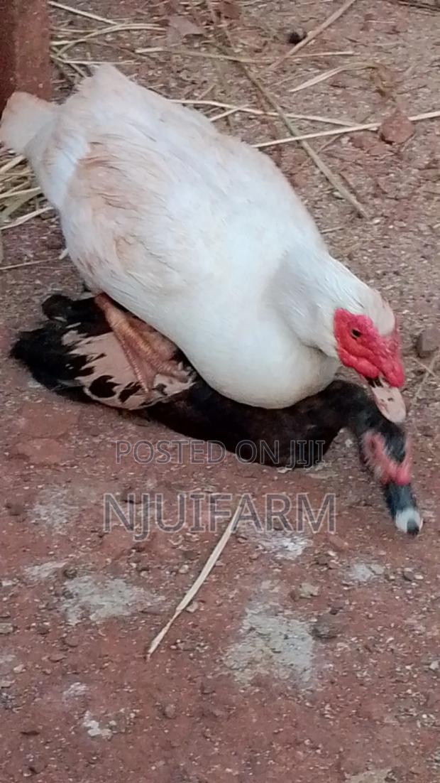Mature Muscovy Ducks for Sale - thumbnail 7