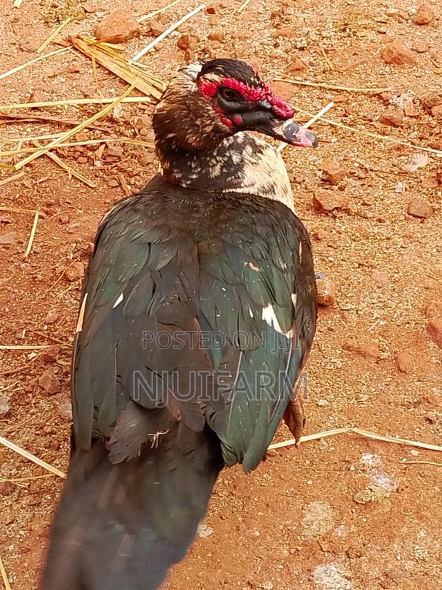 Mature Muscovy Ducks for Sale - thumbnail 8
