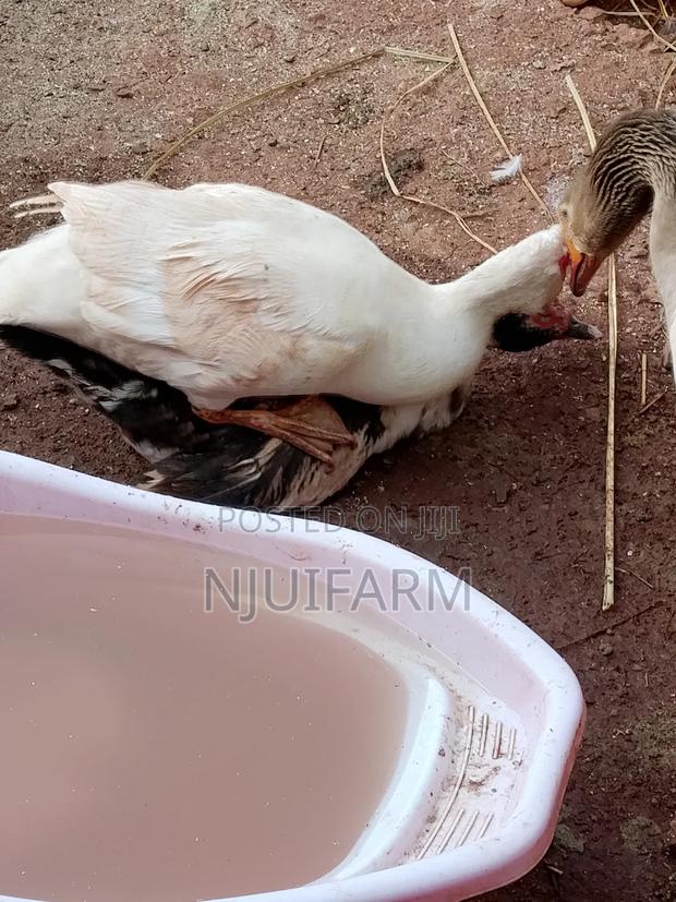Mature Muscovy Ducks for Sale - thumbnail 9