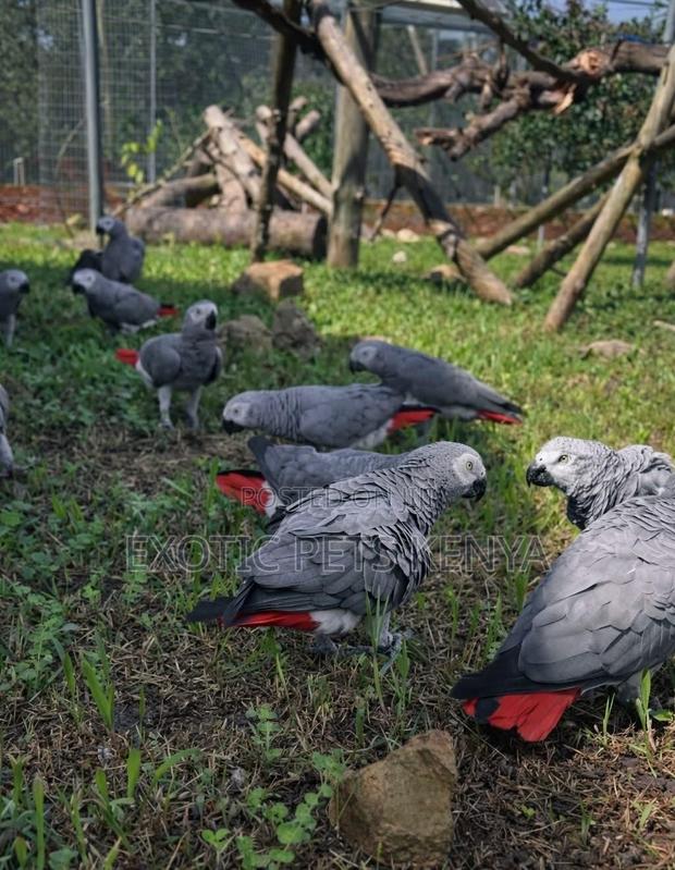 African Grey Parrots