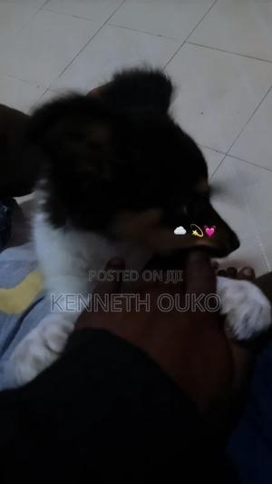 1-3 months Male Mixed Breed Japanese Spitz - thumbnail 2