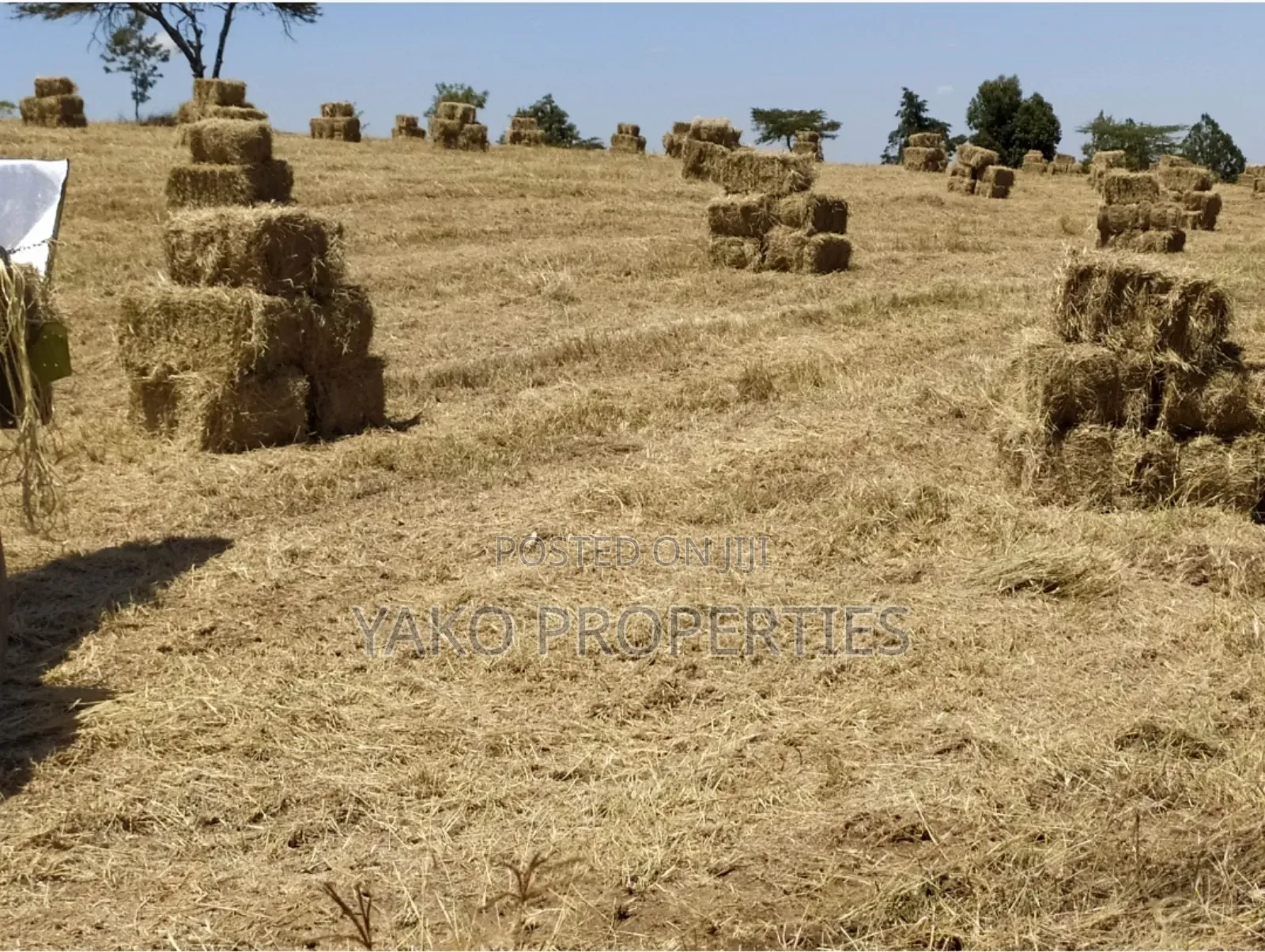 Bhoma Rhodes (Hay)