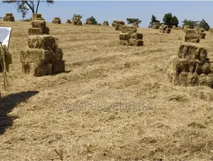 Bhoma Rhodes (Hay)
