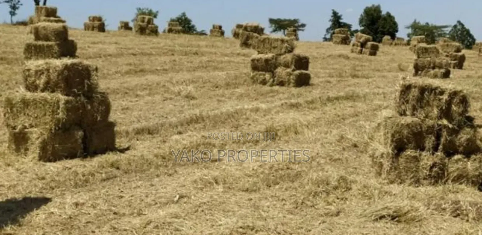 Bhoma Rhodes (Hay)