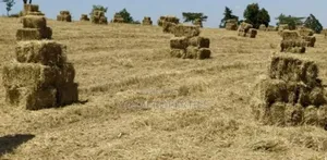 Bhoma Rhodes (Hay)