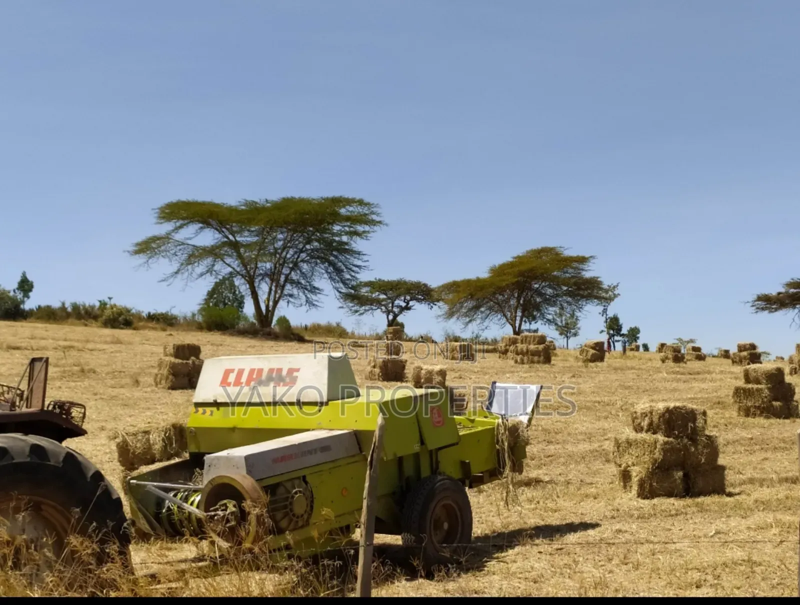 Bhoma Rhodes (Hay)