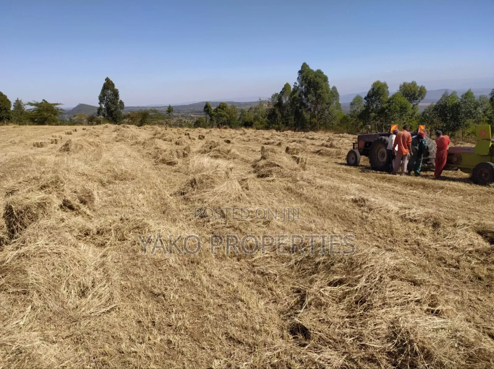 Bhoma Rhodes (Hay)