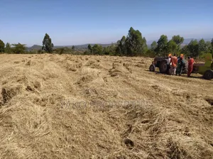 Bhoma Rhodes (Hay)