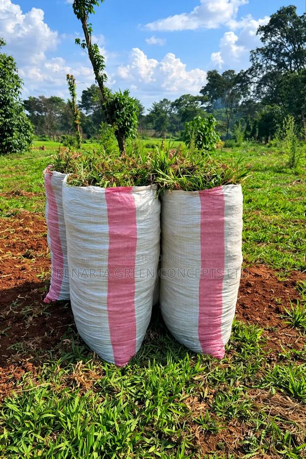 Pemba Grass Wholesale - thumbnail 3