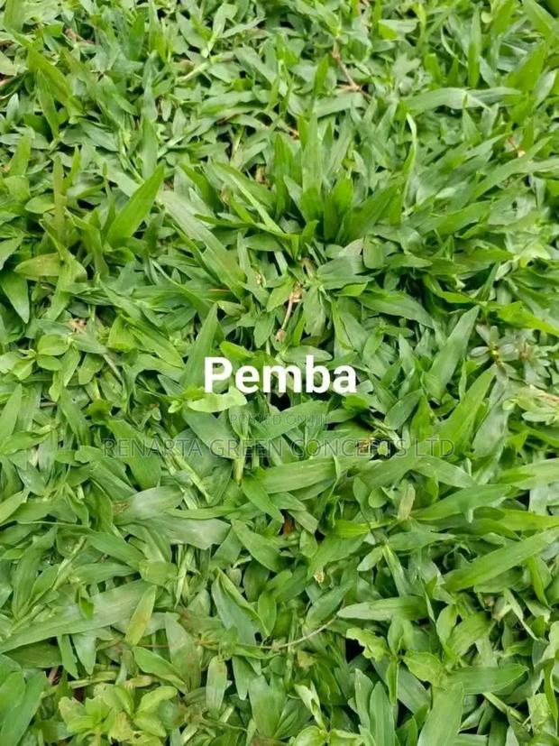 Pemba Grass Wholesale - thumbnail 5
