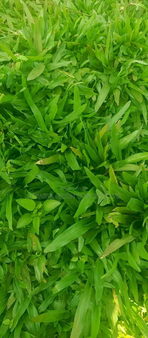 Pemba Grass Wholesale - thumbnail 7